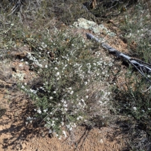 Cryptandra amara at Strathnairn, ACT - 25 Aug 2024