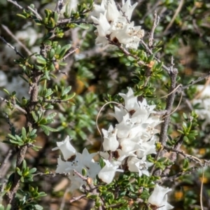 Cryptandra amara at Strathnairn, ACT - 25 Aug 2024