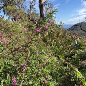 Indigofera australis subsp. australis at Kangaroo Valley, NSW - 4 Sep 2024