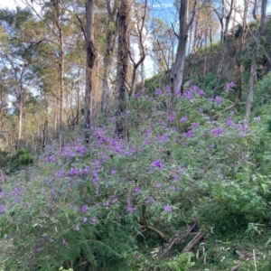 Solanum celatum at Kangaroo Valley, NSW - 4 Sep 2024