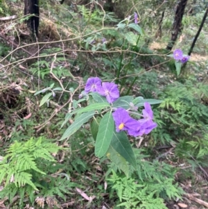 Solanum celatum at Kangaroo Valley, NSW - 4 Sep 2024 02:29 PM