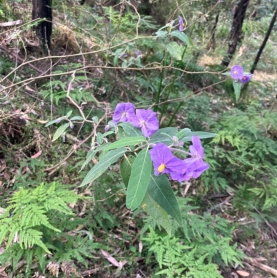 Solanum celatum at Kangaroo Valley, NSW - 4 Sep 2024 by pcooperuow