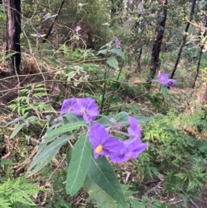 Solanum celatum at Kangaroo Valley, NSW - 4 Sep 2024 02:29 PM