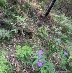 Solanum celatum at Kangaroo Valley, NSW - 4 Sep 2024 02:29 PM