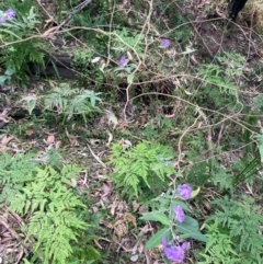 Solanum celatum at Kangaroo Valley, NSW - 4 Sep 2024 02:29 PM