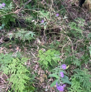 Solanum celatum at Kangaroo Valley, NSW - 4 Sep 2024