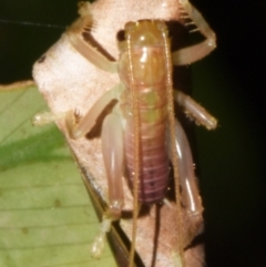 Gryllacrididae (family) (Unidentified Raspy Cricket) at Sheldon, QLD - 24 Aug 2024 by PJH123