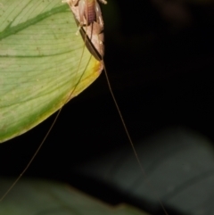 Gryllacrididae (family) at Sheldon, QLD - suppressed