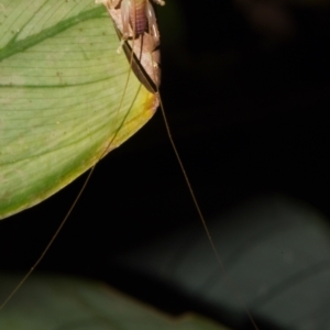 Gryllacrididae (family) at Sheldon, QLD - suppressed