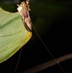 Gryllacrididae (family) at Sheldon, QLD - 24 Aug 2024