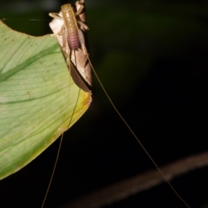 Gryllacrididae (family) at Sheldon, QLD - suppressed