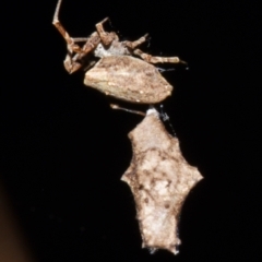 Philoponella congregabilis (Social house spider) at Sheldon, QLD - 24 Aug 2024 by PJH123