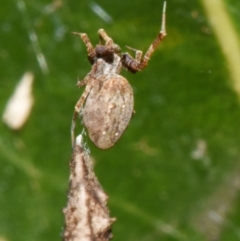 Philoponella congregabilis at Sheldon, QLD - suppressed