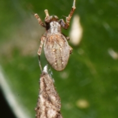Philoponella congregabilis at Sheldon, QLD - suppressed