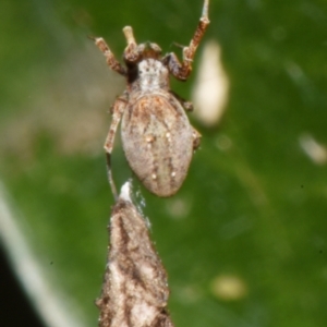 Philoponella congregabilis at Sheldon, QLD - suppressed