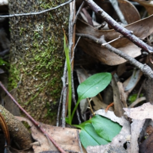 Pterostylis pedunculata at Paddys River, ACT - suppressed