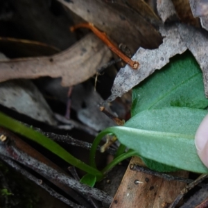 Pterostylis pedunculata at Paddys River, ACT - 8 Aug 2024