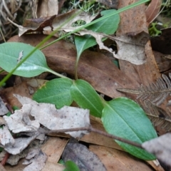 Pterostylis pedunculata at Paddys River, ACT - suppressed