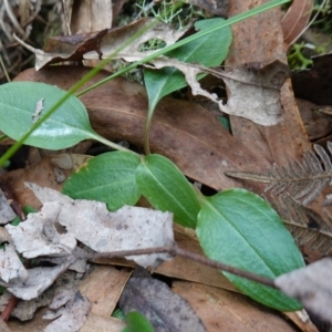 Pterostylis pedunculata at Paddys River, ACT - 8 Aug 2024