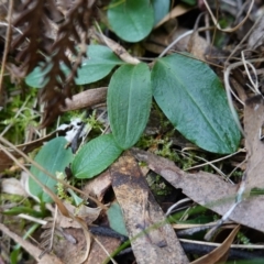 Pterostylis pedunculata at Paddys River, ACT - 8 Aug 2024