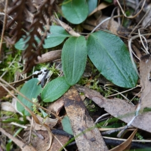 Pterostylis pedunculata at Paddys River, ACT - 8 Aug 2024