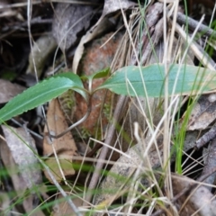 Pterostylis pedunculata at Paddys River, ACT - suppressed