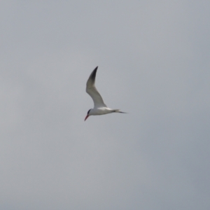 Hydroprogne caspia at Acton, ACT - 23 Feb 2024