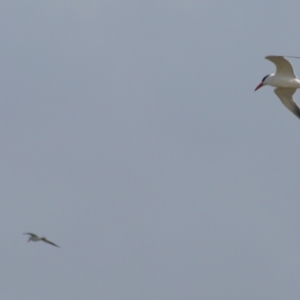 Hydroprogne caspia at Acton, ACT - 23 Feb 2024