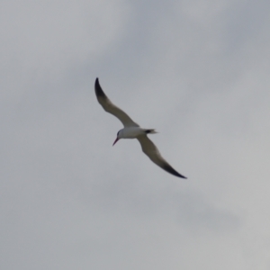 Hydroprogne caspia at Acton, ACT - 23 Feb 2024