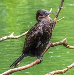 Phalacrocorax sulcirostris (Little Black Cormorant) at Broken River, QLD - 26 Jul 2024 by Petesteamer