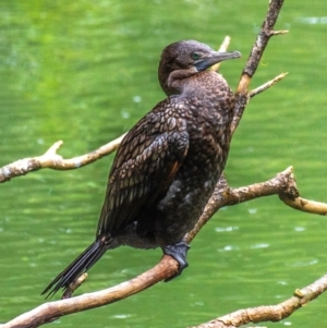 Phalacrocorax sulcirostris at Broken River, QLD - 26 Jul 2024 11:57 AM