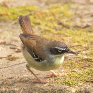 Sericornis frontalis at Broken River, QLD - 26 Jul 2024 10:28 AM