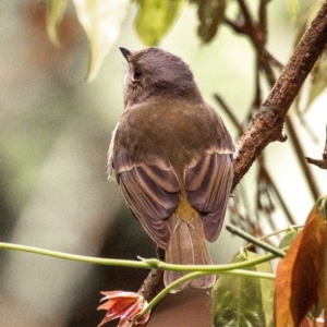 Pachycephala pectoralis at Broken River, QLD - 26 Jul 2024 12:21 PM