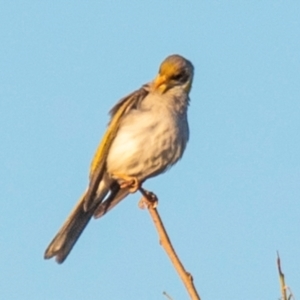 Manorina flavigula at Hughenden, QLD - 14 Jul 2024 05:44 PM