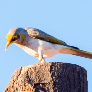 Manorina flavigula at Hughenden, QLD - 14 Jul 2024 05:44 PM