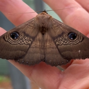 Dasypodia selenophora at Burrinjuck, NSW - 7 Sep 2024