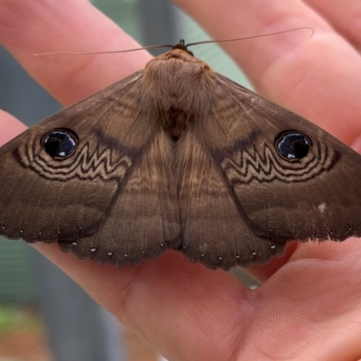 Dasypodia selenophora at Burrinjuck, NSW - 7 Sep 2024 by SonyaDuus