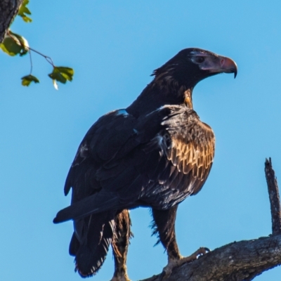 Aquila audax (Wedge-tailed Eagle) at Bingegang, QLD - 20 Jul 2024 by Petesteamer