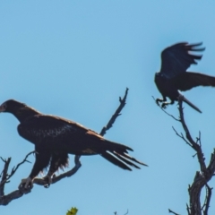 Aquila audax at Bingegang, QLD - 20 Jul 2024