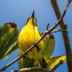 Cinnyris frenatus at East Mackay, QLD - 29 Jul 2024