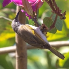 Lichmera indistincta (Brown Honeyeater) at East Mackay, QLD - 29 Jul 2024 by Petesteamer