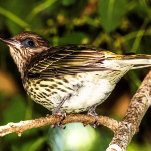 Sphecotheres vieilloti at East Mackay, QLD - 29 Jul 2024