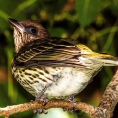 Sphecotheres vieilloti at East Mackay, QLD - 29 Jul 2024 10:37 AM