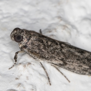 Phycitinae (subfamily) at Melba, ACT - 5 Sep 2024 10:50 PM