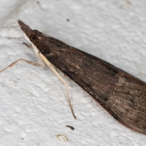 Uresiphita ornithopteralis at Melba, ACT - 5 Sep 2024