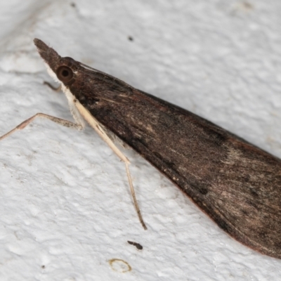 Uresiphita ornithopteralis (Tree Lucerne Moth) at Melba, ACT - 5 Sep 2024 by kasiaaus