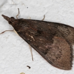 Uresiphita ornithopteralis at Melba, ACT - 5 Sep 2024