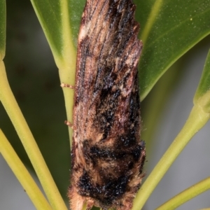 Sorama bicolor at Melba, ACT - 5 Sep 2024 10:54 PM