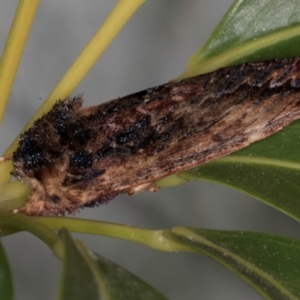 Sorama bicolor at Melba, ACT - 5 Sep 2024 10:54 PM