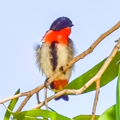 Dicaeum hirundinaceum (Mistletoebird) at Nelly Bay, QLD - 15 Jul 2024 by Petesteamer